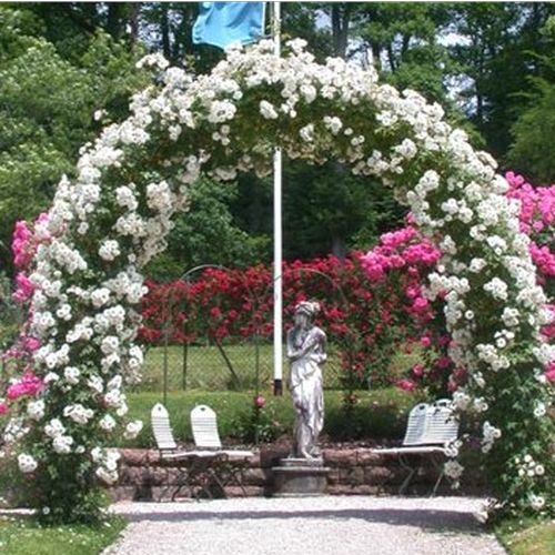 Biela s beldoružovým nádychom - Stromkové ruže,  kvety kvitnú v skupinkáchstromková ruža s kríkovitou tvarou koruny